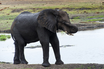 Obraz premium Kąpiel słoni w parku Chobe w Botswanie