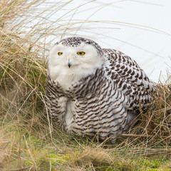 Snowy or snow owl