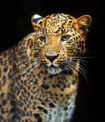 Abwaschbare Fototapete Porträt des Leoparden in seinem natürlichen Lebensraum © kyslynskyy