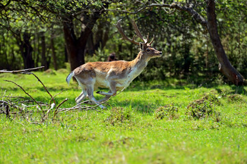Deer