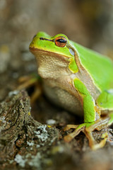 Frog