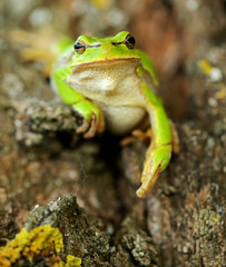 Frog