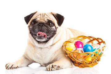pug dog easter eggs  isolated on white background