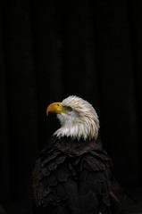American Eagle