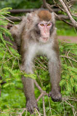 macaque monkey climbing on a common spruce tree