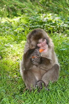 macaque monkey sitting in the grass eating a carrot