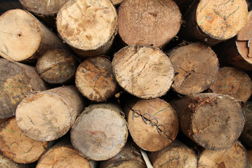 Log wood texture backgrounds