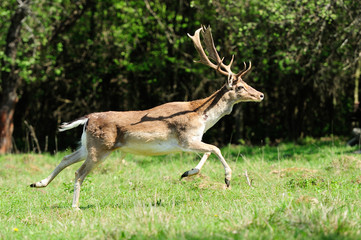 Fallow deer