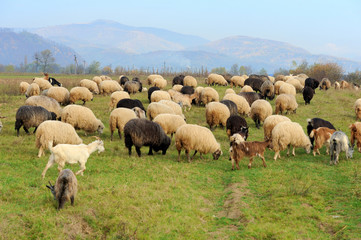 Obraz premium Sheep