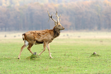 Deer in autumn field