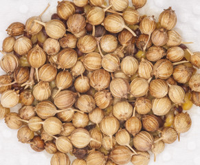 coriander seed, surface and texture of coriander seeds