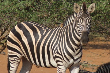 Fototapeta na wymiar Zebra Parco Krugera Republika Południowej Afryki sawanna