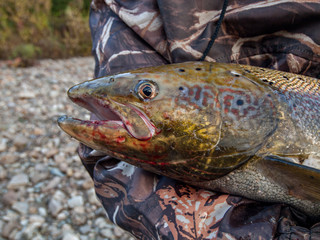 Pechora salmon caught with bait