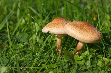 Two parasol mushroom in the grass
