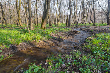 Fototapeta premium Thickets of flowers on the shore of the river.