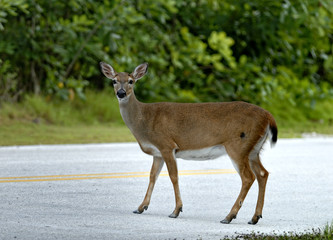 Obraz premium key deer