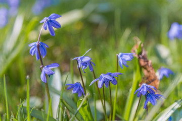 Blue spring bluebells flower growing in forest