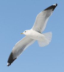 white bird flies on blue sky