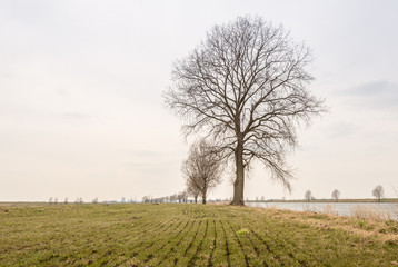 Bare trees in a row
