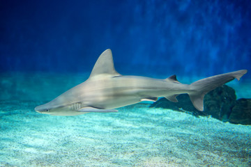 Fototapeta premium shark in aquarium