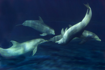 Plakaty  Delfin pod wodą