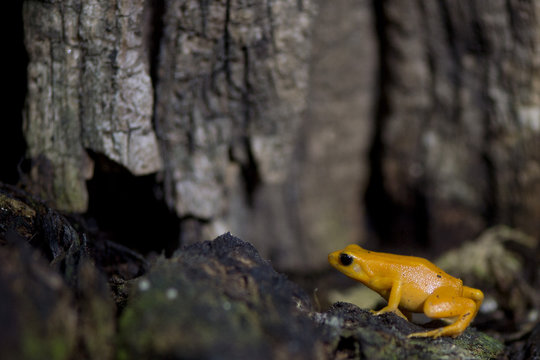 Madagascar Orange Frog