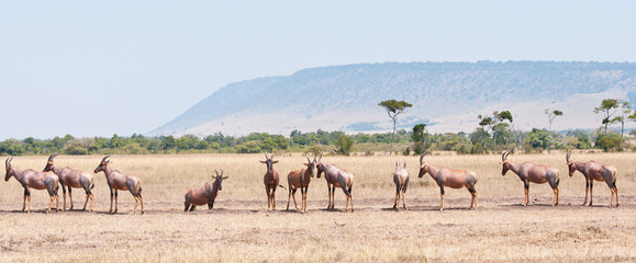 topis in the savannah standing in a row - masai mara