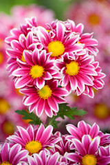 Bunch of chrysanthemum