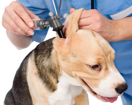 Vet examining a dog's ear with an otoscope. isolated on white 