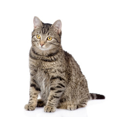 tabby cat looking away. isolated on white background