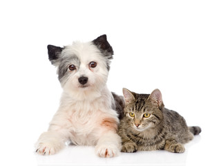 cat and dog together. isolated on white background