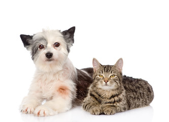 cat and dog lie nearby. isolated on white background