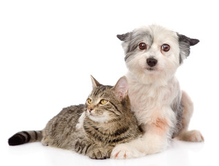 Fototapeta na wymiar dog embracing cat. isolated on white background