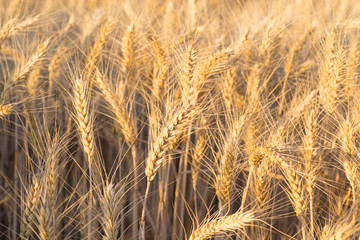 Close up of a wheat field - stock photo