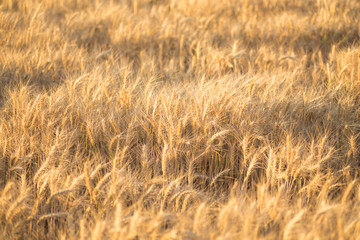 Close up of a wheat field - stock photo