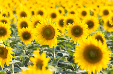 field of sunflowers and blue sun sky