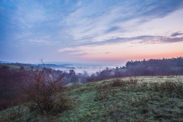 Obraz premium Spring Mist, trees are wet, damp fog of forest