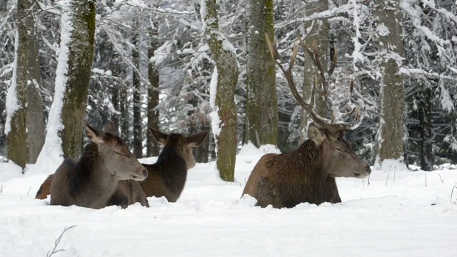 Rothirsch, Red deer, Cervus elaphus