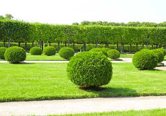 Arborvitae in the shape of a ball in a park