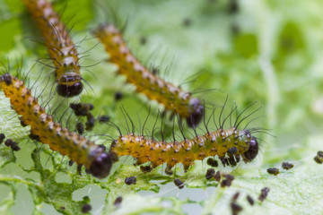 Tawny coster caterpillar