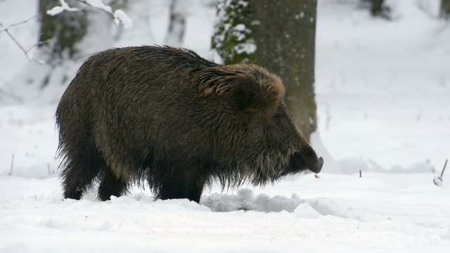 Wildschwein, Wild Boar, Sus scrofa