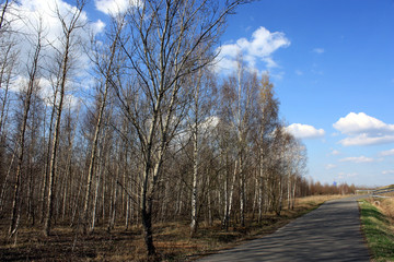 Birkenwald, Neue Harth bei Leipzig