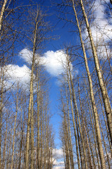 Fototapeta premium Junger Wald, Neue Harth bei Leipzig