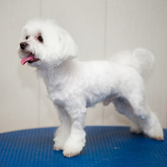 white puppy Maltese dog