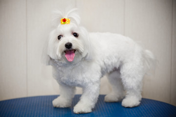 Maltese dog with a tail on the head. White small breeds