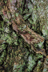 Bark