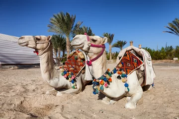 Zelfklevend Fotobehang Kameel two colorful camels in egypt