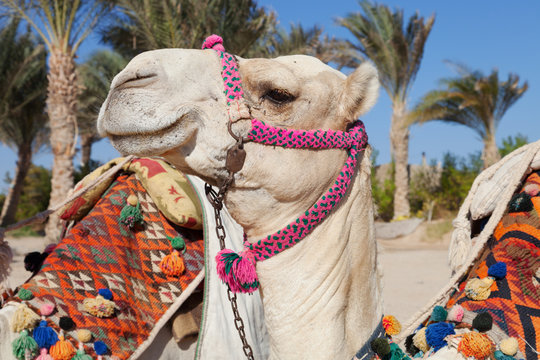 colorful camel head in egypt