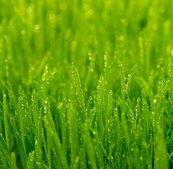 Fototapeta na wymiar Dew on a fresh green grass