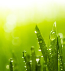 Dew on a fresh green grass